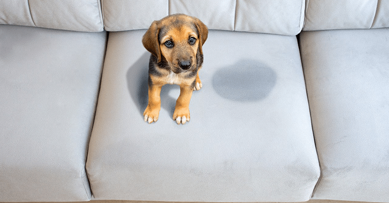 A small puppy with tan and black fur sitting on a grey sofa, looking up with a curious expression.